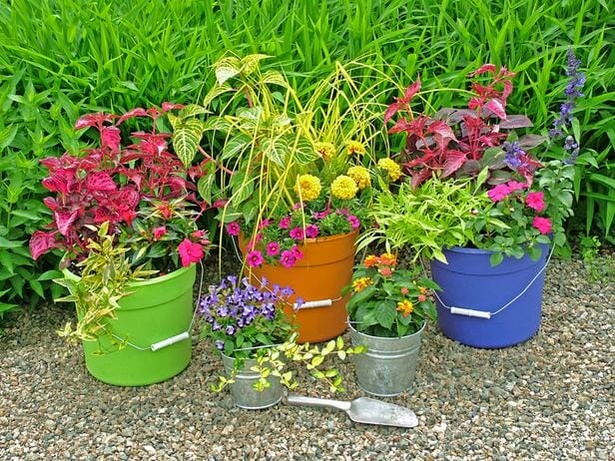 bucket-gardening-96 Кофа градинарство