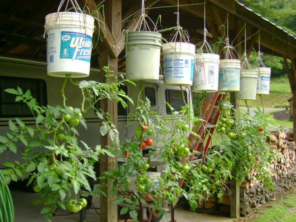 bucket-gardening-96_3 Кофа градинарство