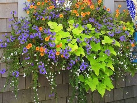 container-flowers-for-full-sun-65_10 Контейнер цветя за пълно слънце