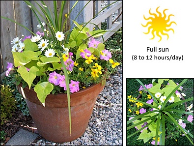 container-flowers-for-full-sun-65_14 Контейнер цветя за пълно слънце