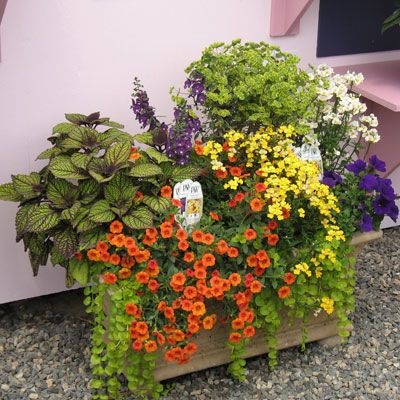 container-flowers-for-full-sun-65_17 Контейнер цветя за пълно слънце