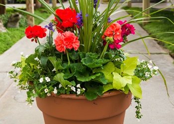 container-flowers-for-full-sun-65_3 Контейнер цветя за пълно слънце
