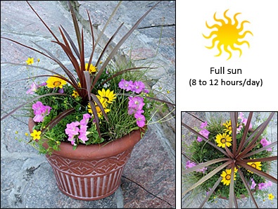 container-flowers-full-sun-54_4 Контейнер цветя слънце