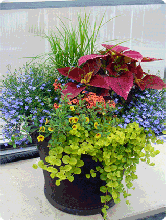 container-flowers-28 Контейнер цветя