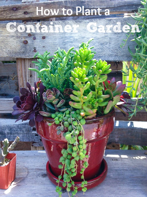 container-garden-plants-28_5 Контейнерни градински растения