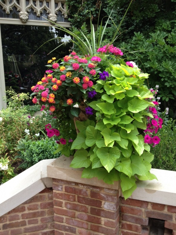 container-gardening-ideas-for-flowers-91_15 Контейнер градинарство идеи за цветя