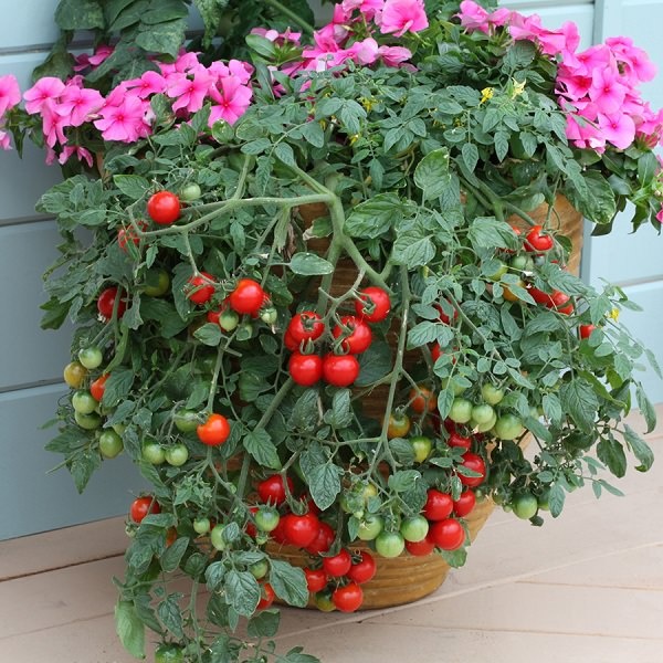 Контейнер градинарство домати
