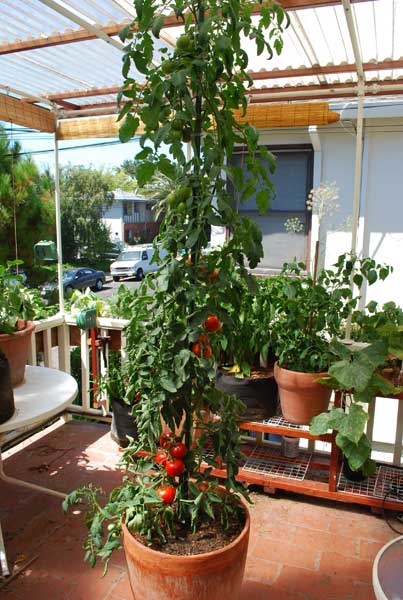 container-gardening-tomatoes-49_11 Контейнер градинарство домати