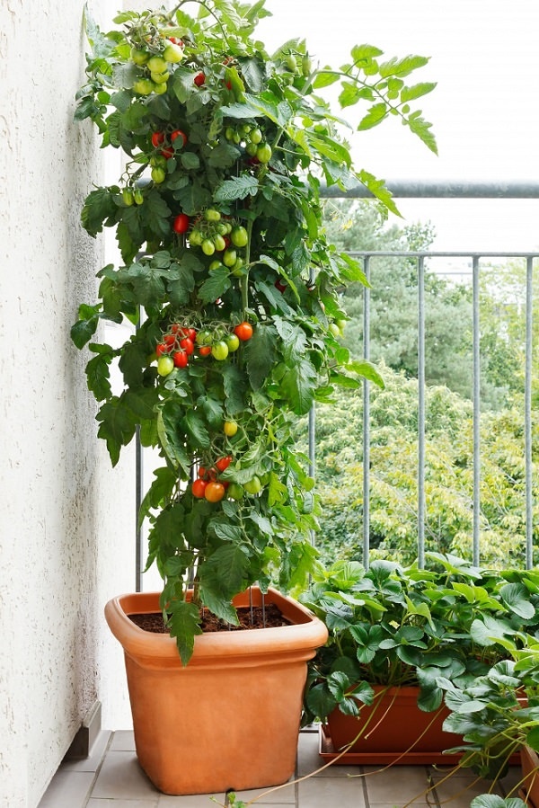 container-gardening-tomatoes-49_14 Контейнер градинарство домати