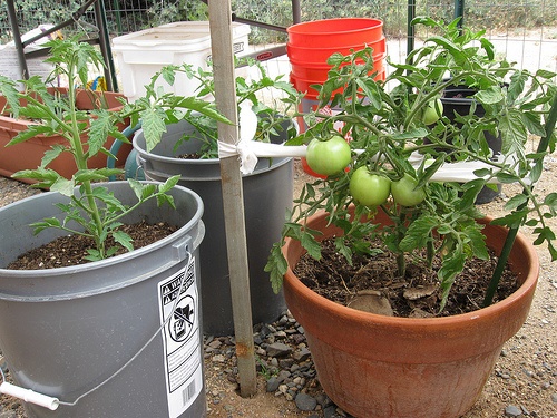 container-gardening-tomatoes-49_15 Контейнер градинарство домати