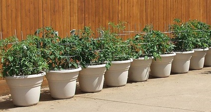 container-gardening-tomatoes-49_16 Контейнер градинарство домати