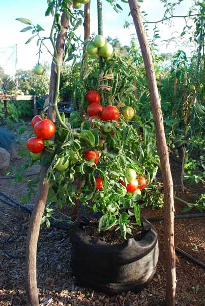 container-gardening-tomatoes-49_18 Контейнер градинарство домати