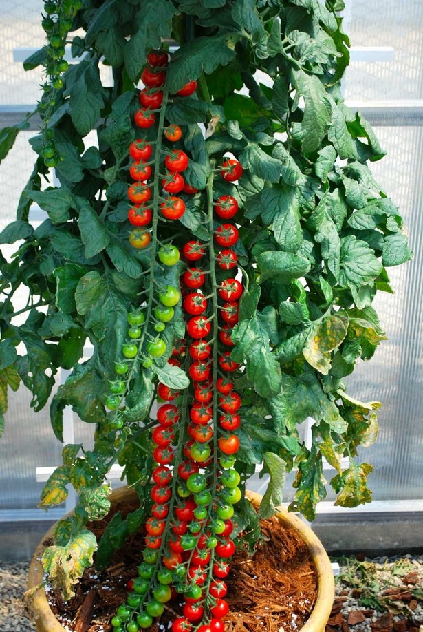 container-gardening-tomatoes-49_3 Контейнер градинарство домати