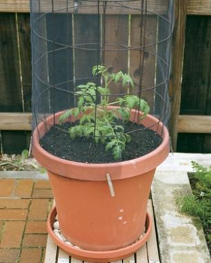 container-gardening-tomatoes-49_4 Контейнер градинарство домати