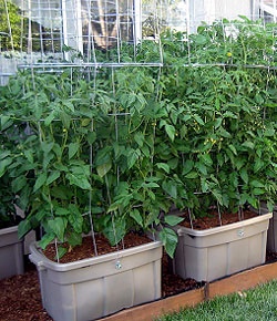 container-gardening-tomatoes-49_6 Контейнер градинарство домати