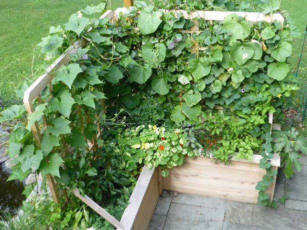 container-gardening-vegetables-and-herbs-24_14 Контейнер градинарство зеленчуци и билки