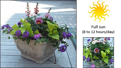 container-gardens-for-sun-22_16 Контейнерни градини за слънце