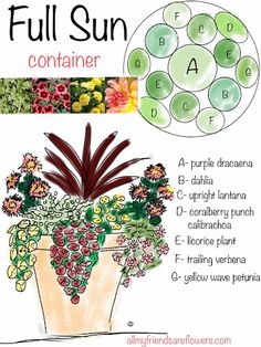 container-plants-for-full-sun-ideas-21_9 Контейнерни растения за идеи за пълно слънце
