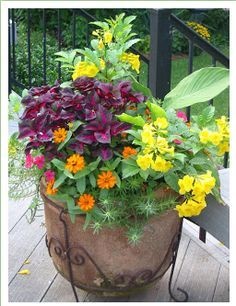 container-plants-for-full-sun-87_10 Контейнерни растения за пълно слънце