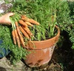 container-veggie-garden-ideas-77_18 Контейнер зеленчукова градина идеи