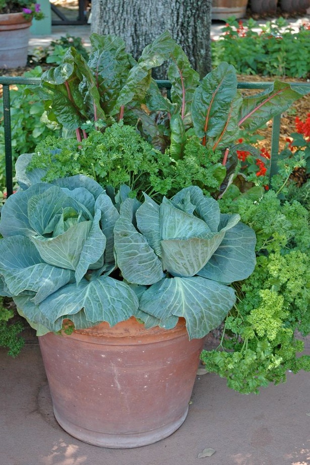 container-veggie-garden-ideas-77_9 Контейнер зеленчукова градина идеи