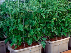 container-veggie-garden-97_4 Контейнер зеленчукова градина
