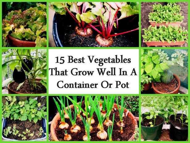 containers-for-growing-vegetables-39_16 Контейнери за отглеждане на зеленчуци