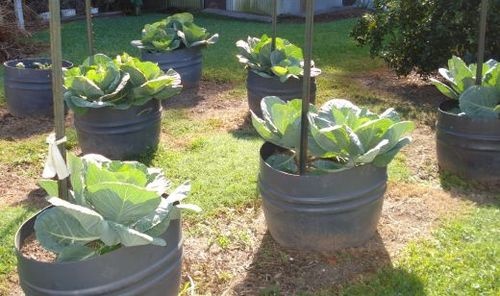 containers-for-growing-vegetables-39_8 Контейнери за отглеждане на зеленчуци