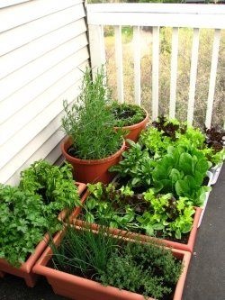 containers-for-vegetable-gardening-92_8 Контейнери за зеленчуково градинарство