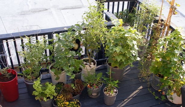 deck-plants-58_18 Палубни растения