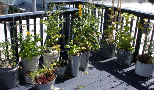 deck-plants-58_5 Палубни растения