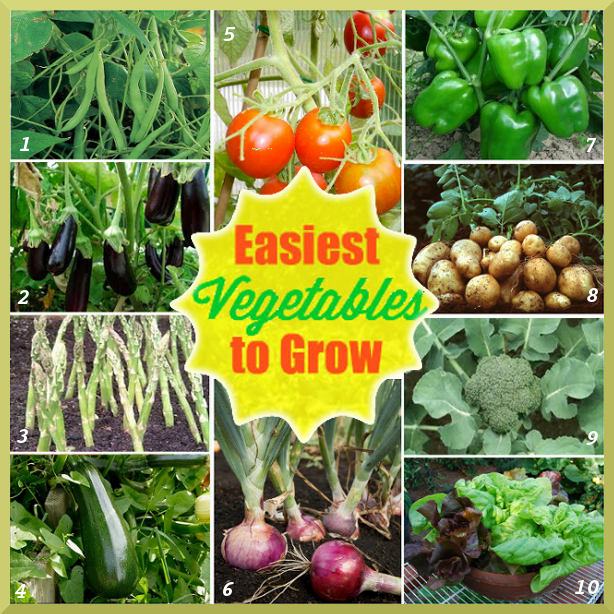 easy-to-grow-vegetables-in-pots-59 Лесни за отглеждане зеленчуци в саксии