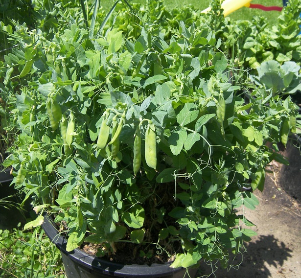 easy-to-grow-vegetables-in-pots-59_10 Лесни за отглеждане зеленчуци в саксии