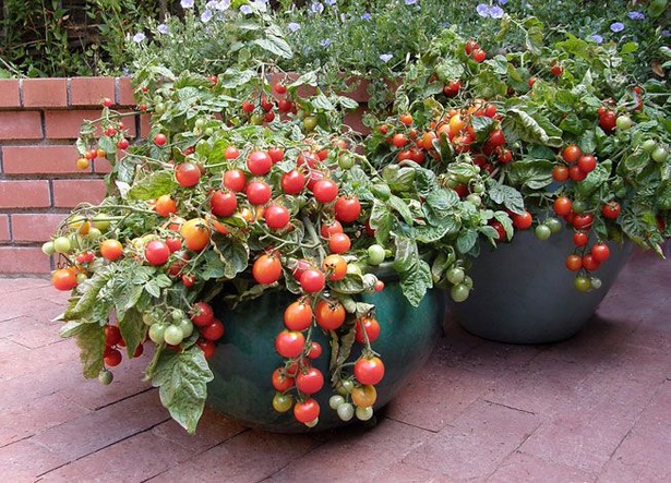 easy-to-grow-vegetables-in-pots-59_13 Лесни за отглеждане зеленчуци в саксии