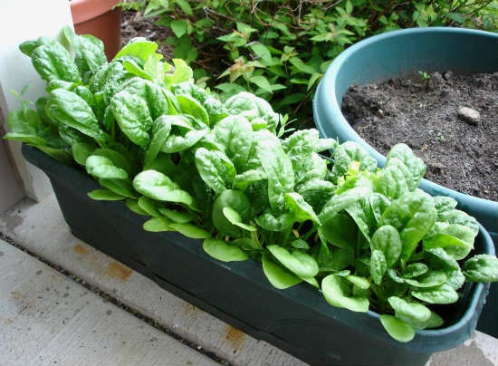 easy-to-grow-vegetables-in-pots-59_16 Лесни за отглеждане зеленчуци в саксии
