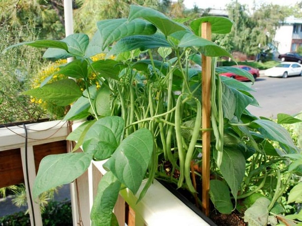easy-to-grow-vegetables-in-pots-59_2 Лесни за отглеждане зеленчуци в саксии