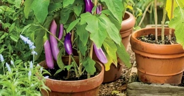 easy-to-grow-vegetables-in-pots-59_4 Лесни за отглеждане зеленчуци в саксии