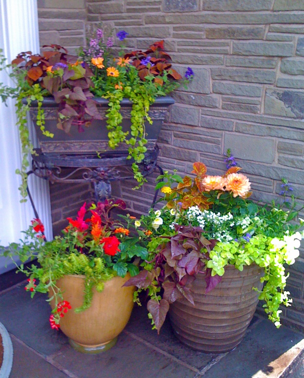 flower-arrangements-in-pots-30_9 Цветни аранжировки в саксии