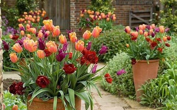 flower-gardening-in-pots-28_11 Цветно градинарство в саксии