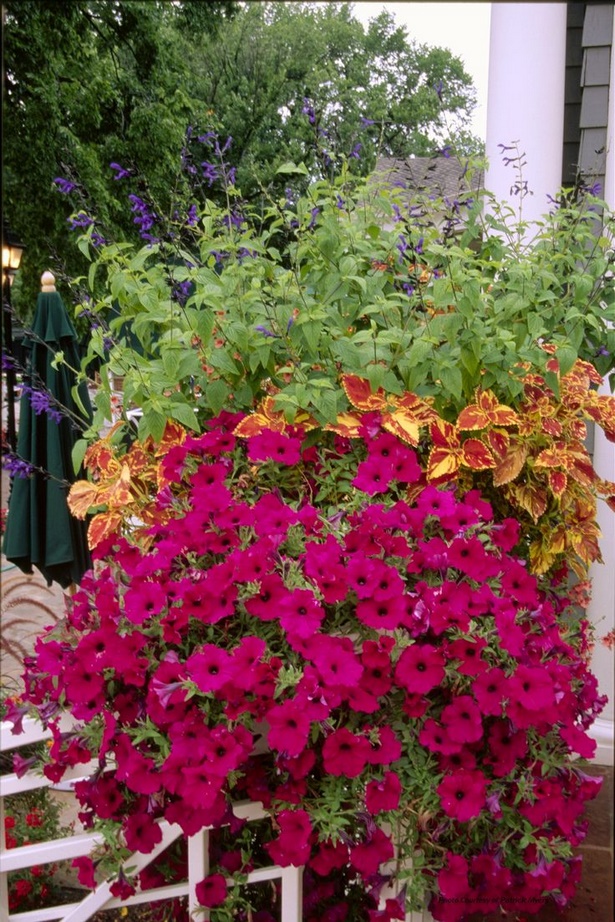 flower-gardening-in-pots-28_14 Цветно градинарство в саксии
