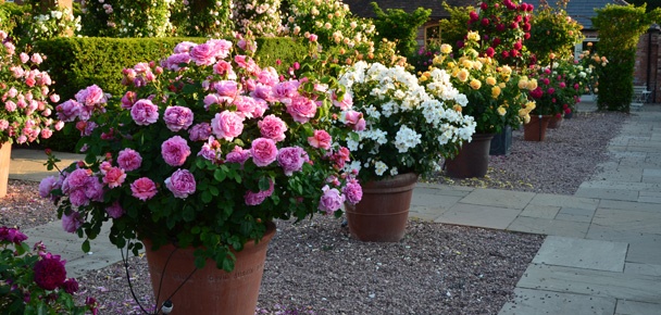 flower-gardening-in-pots-28_17 Цветно градинарство в саксии
