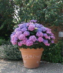 flower-gardening-in-pots-28_2 Цветно градинарство в саксии