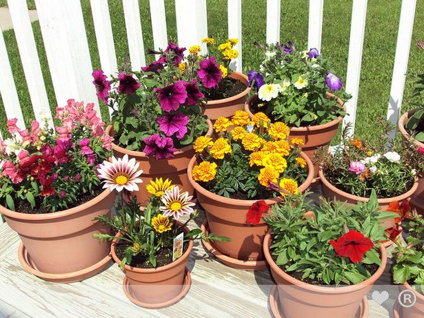 flower-gardening-in-pots-28_4 Цветно градинарство в саксии