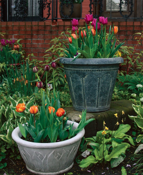 flower-gardening-in-pots-28_8 Цветно градинарство в саксии