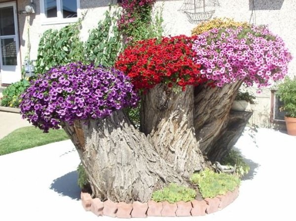 flower-ideas-for-planters-61_18 Идеи за цветя за плантатори