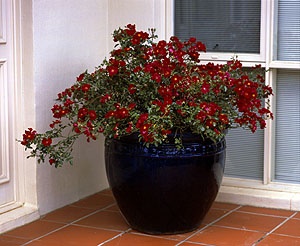 flower-planter-ideas-for-patio-52_17 Цвете плантатор идеи за вътрешен двор