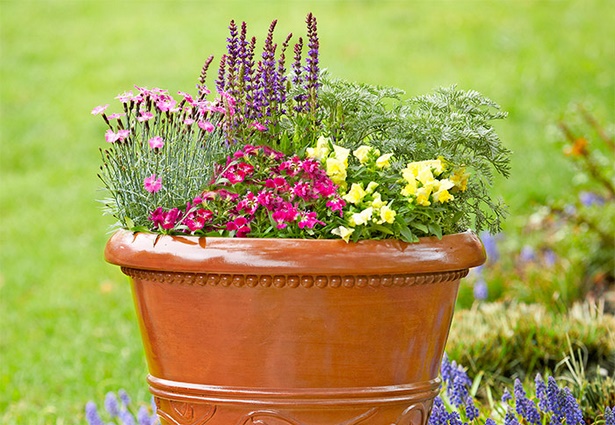 flower-planting-ideas-in-pots-10_17 Идеи за засаждане на цветя в саксии