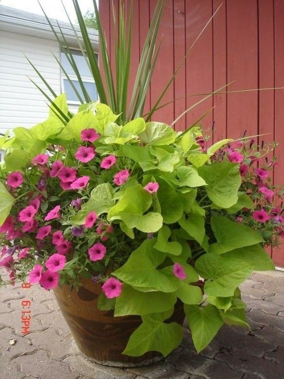 flower-planting-ideas-in-pots-10_9 Идеи за засаждане на цветя в саксии