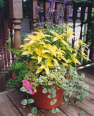 flowers-for-container-gardening-55_10 Цветя за контейнер градинарство