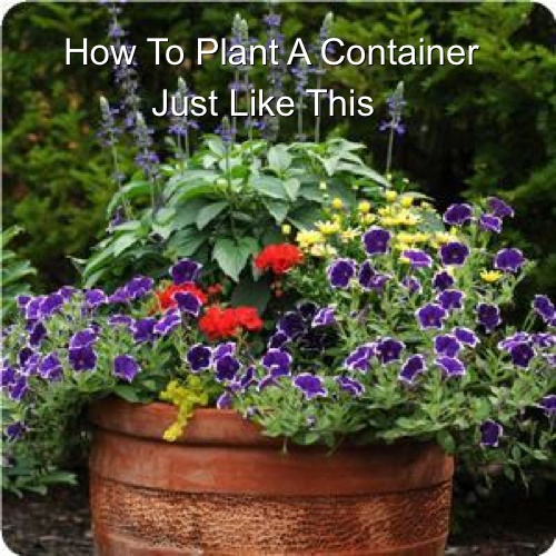 flowers-for-container-gardening-55_11 Цветя за контейнер градинарство